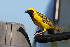 Speke's Weaver